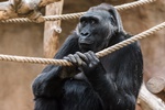 Zoo Praha nabízí na prodloužený víkend bohatý program